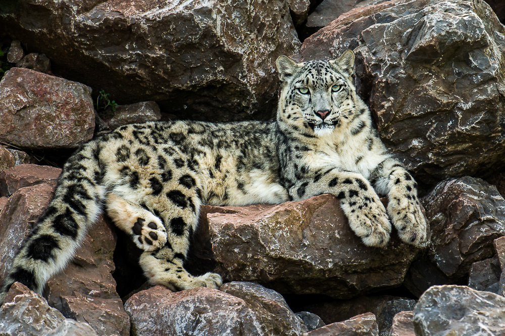 Snow Leopard X86 Iso Download